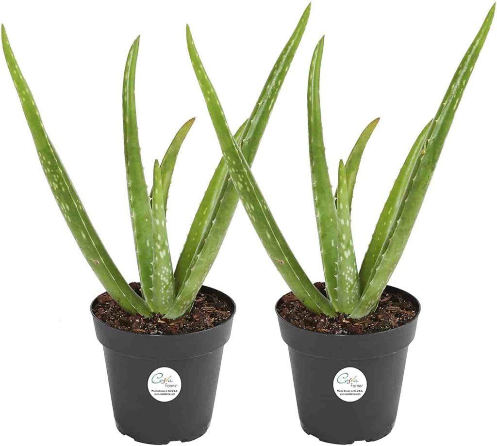 Aloe Vera Office Plants