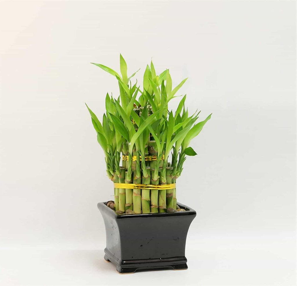 Bamboo Plant for Indoors