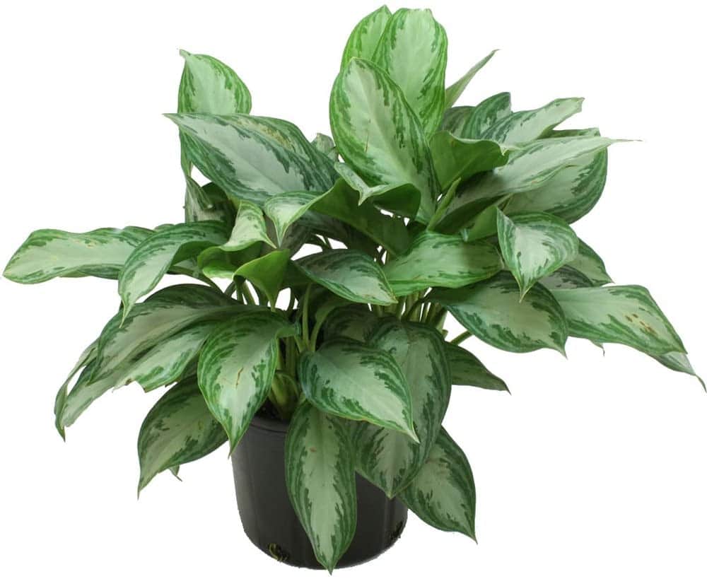 Chinese Evergreen Plant in Office