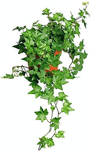 English Ivy Hanging Plant for the Office