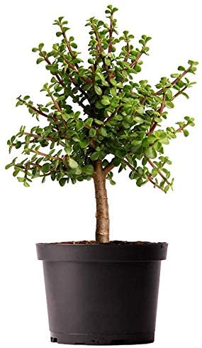 Jade Plant for the Office